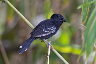 Rouwmiervogel - Cercomacra nigricans Rouwmiervogel - Cercomacra nigricans